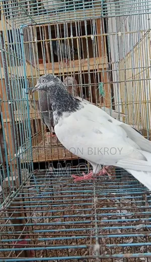 একটি পায়রা বিক্রি হবে