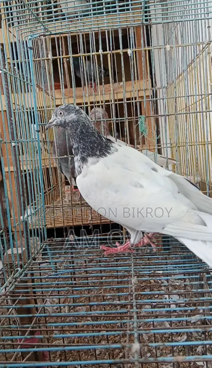 একটি পায়রা বিক্রি হবে