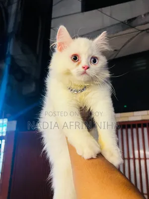 3-6 Months Male Purebred Persian