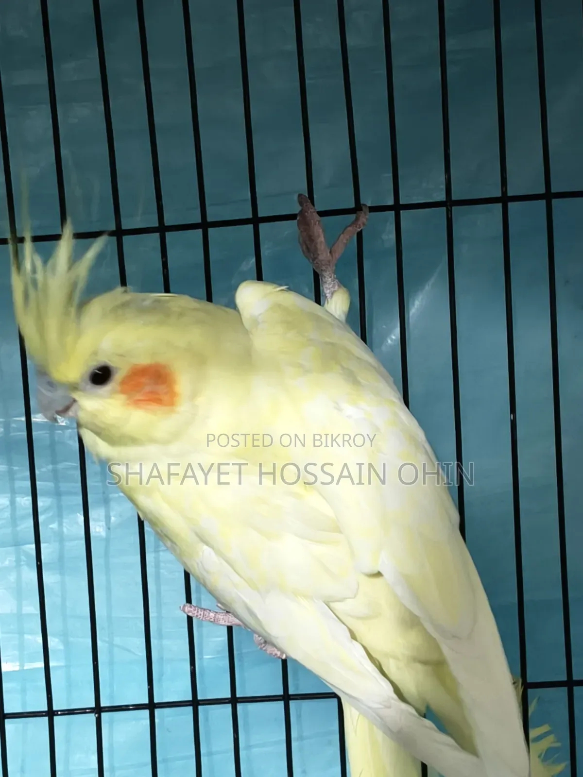 Lutino Heavy Pearl Female
