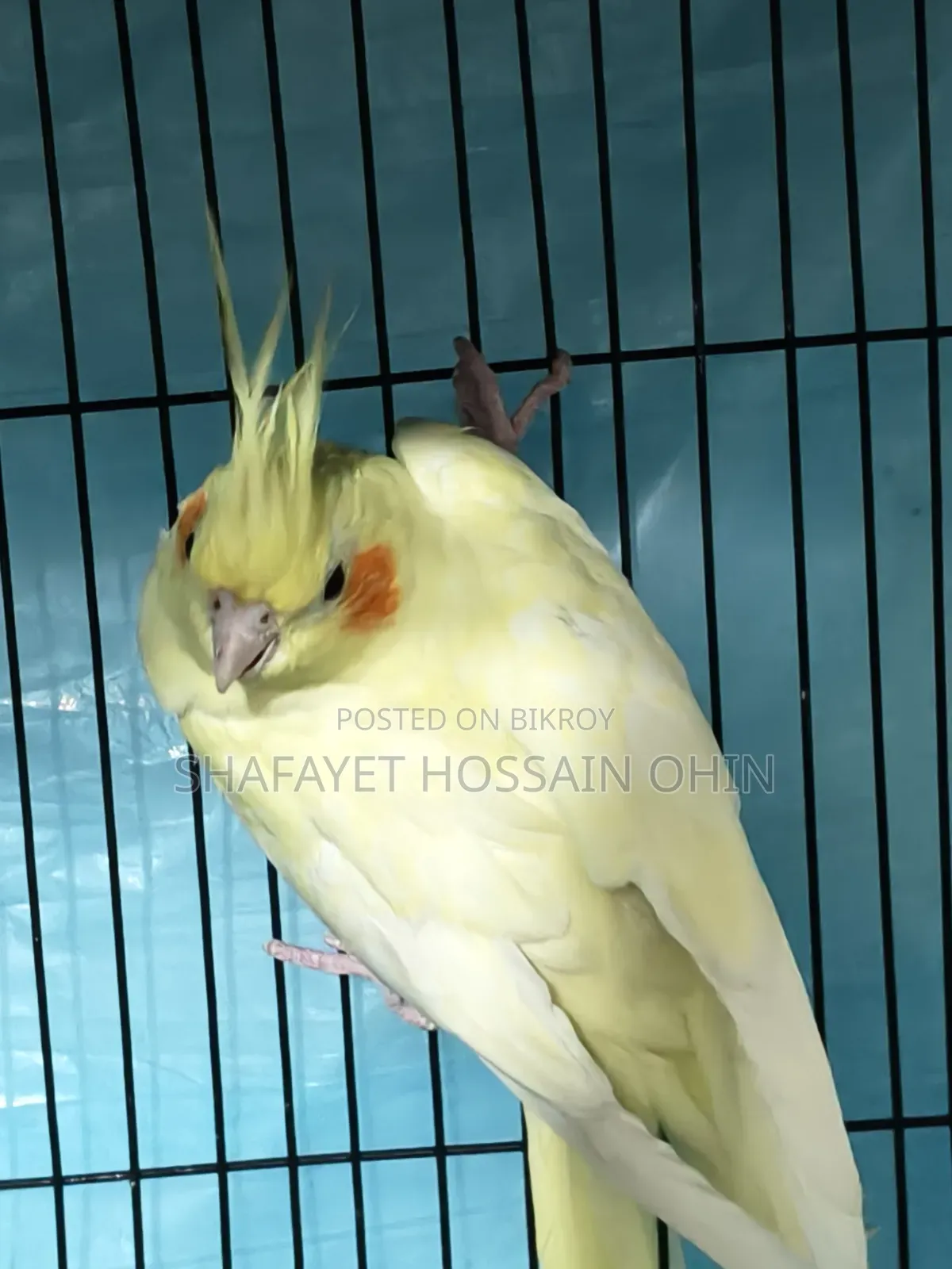 Lutino Heavy Pearl Female