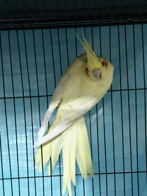 Lutino Heavy Pearl Female