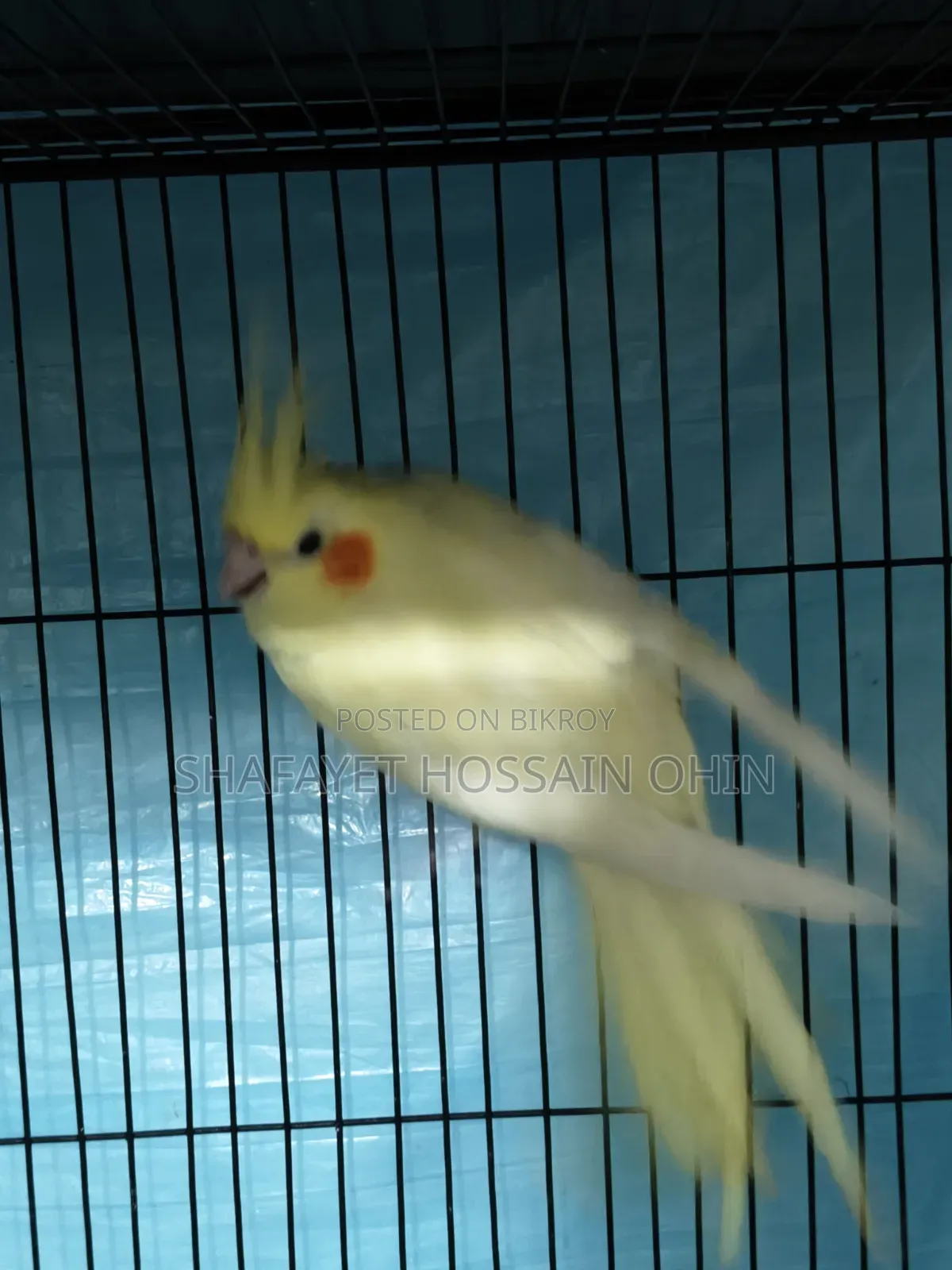 Lutino Heavy Pearl Female