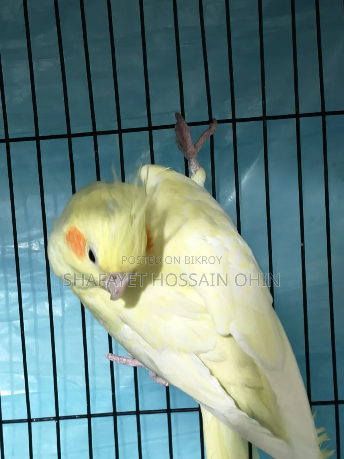Lutino Heavy Pearl Female