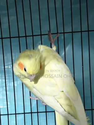 Lutino Heavy Pearl Female