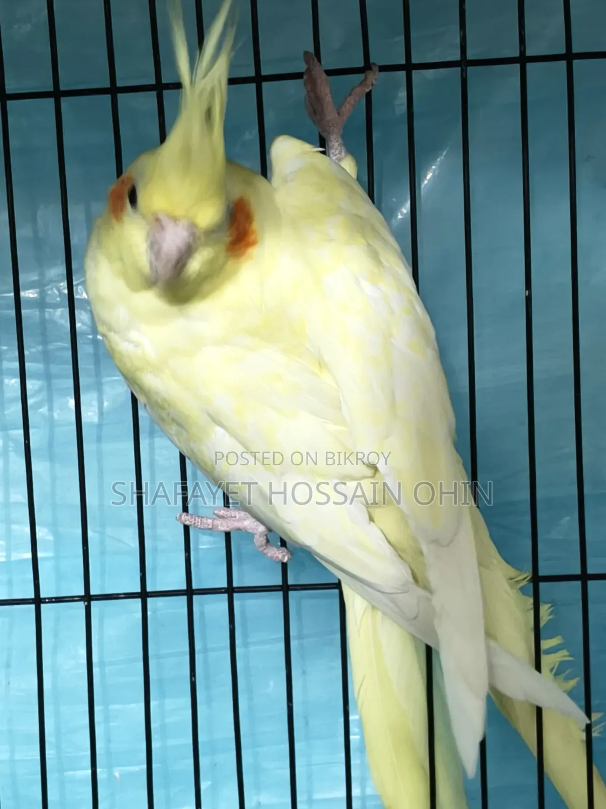 Lutino Heavy Pearl Female