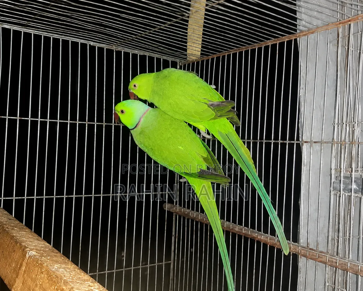 Master Pair Ring Neck