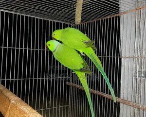 Master Pair Ring Neck