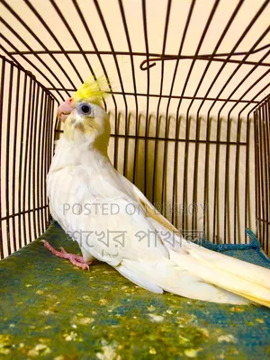 Cockatiel and Lovebird Birds