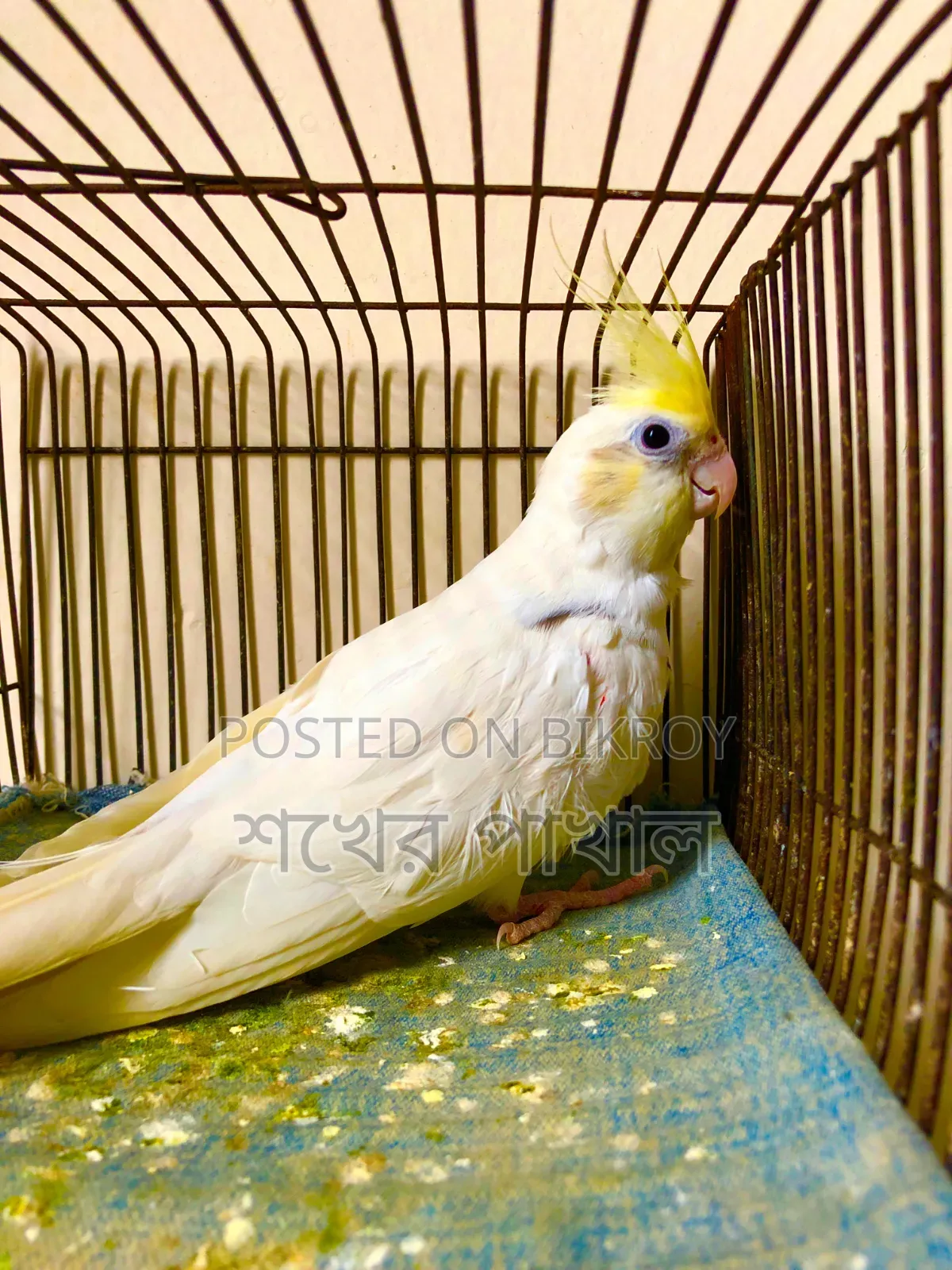 Cockatiel and Lovebird Birds