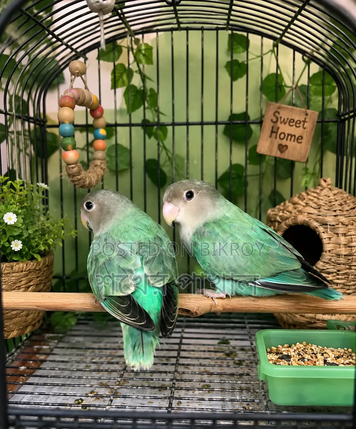 Cockatiel and Lovebird Birds