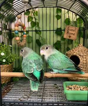 Cockatiel and Lovebird Birds