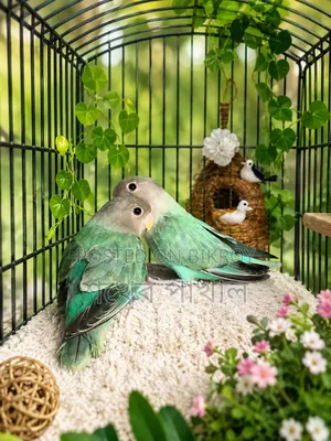 Cockatiel and Lovebird Birds