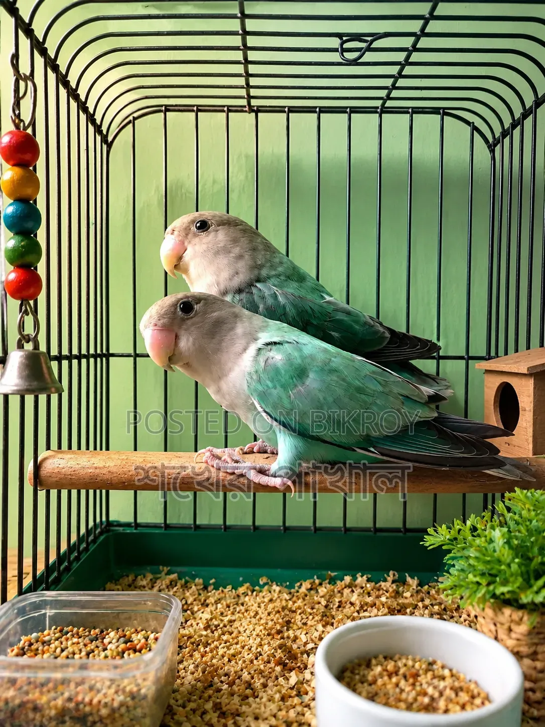 Cockatiel and Lovebird Birds