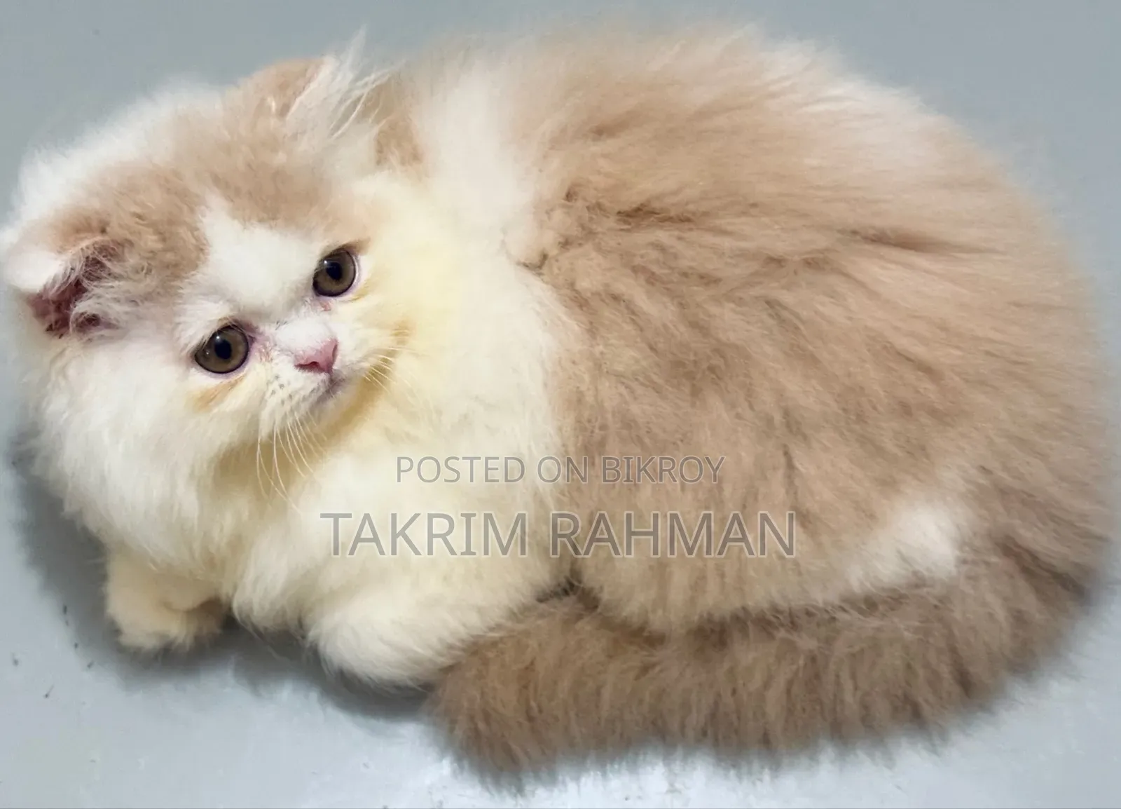 1-3 Months Female Purebred Persian