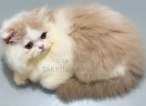 1-3 Months Female Purebred Persian