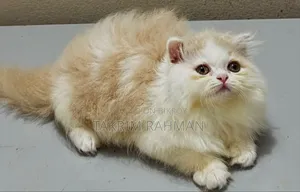 1-3 Months Female Purebred Persian