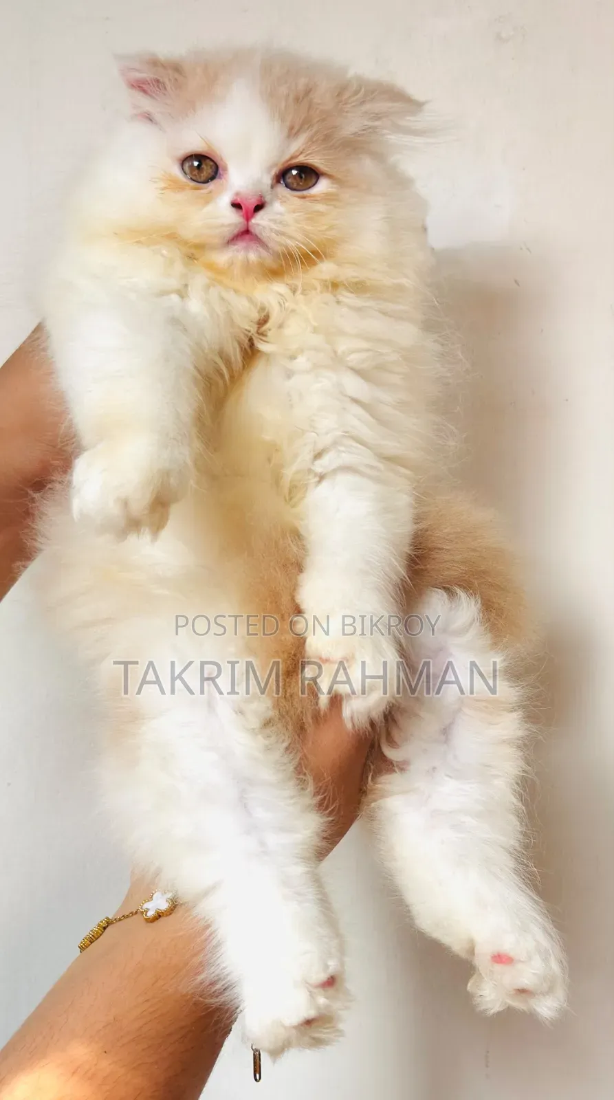 1-3 Months Female Purebred Persian