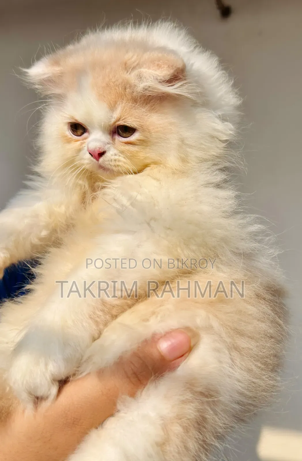 1-3 Months Female Purebred Persian