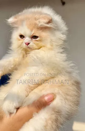1-3 Months Female Purebred Persian