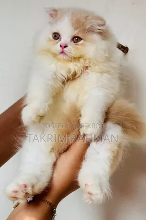 1-3 Months Female Purebred Persian