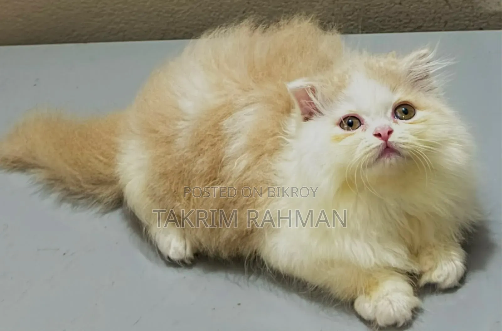 1-3 Months Female Purebred Persian