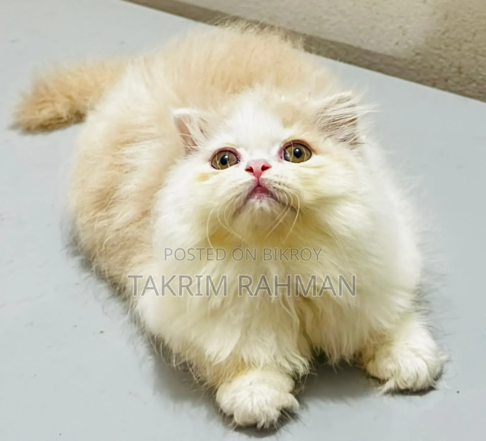 1-3 Months Female Purebred Persian