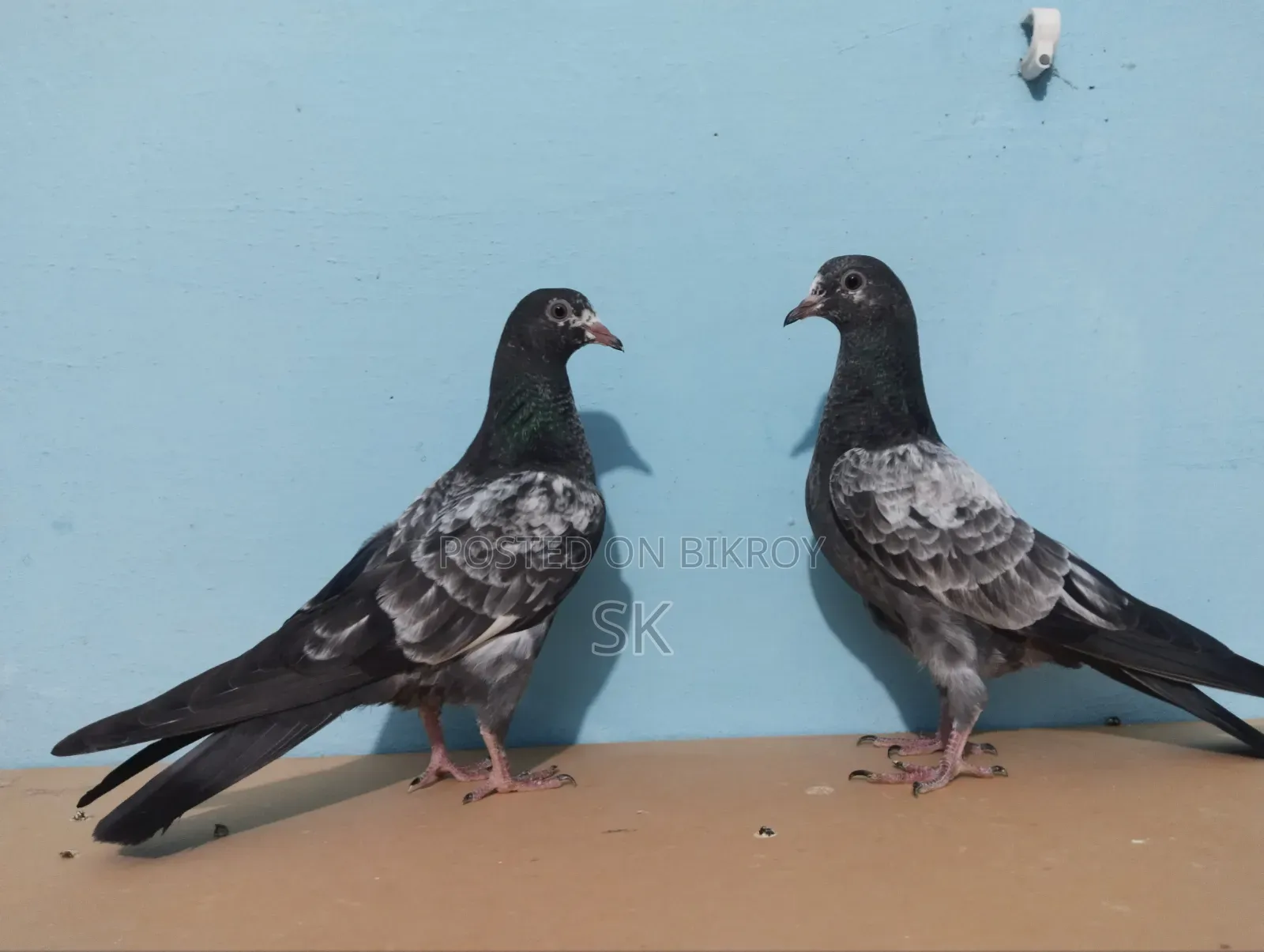 ওমান টেডি বিক্রি হবে