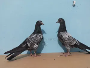 ওমান টেডি বিক্রি হবে