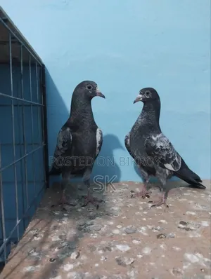 ওমান টেডি বিক্রি হবে