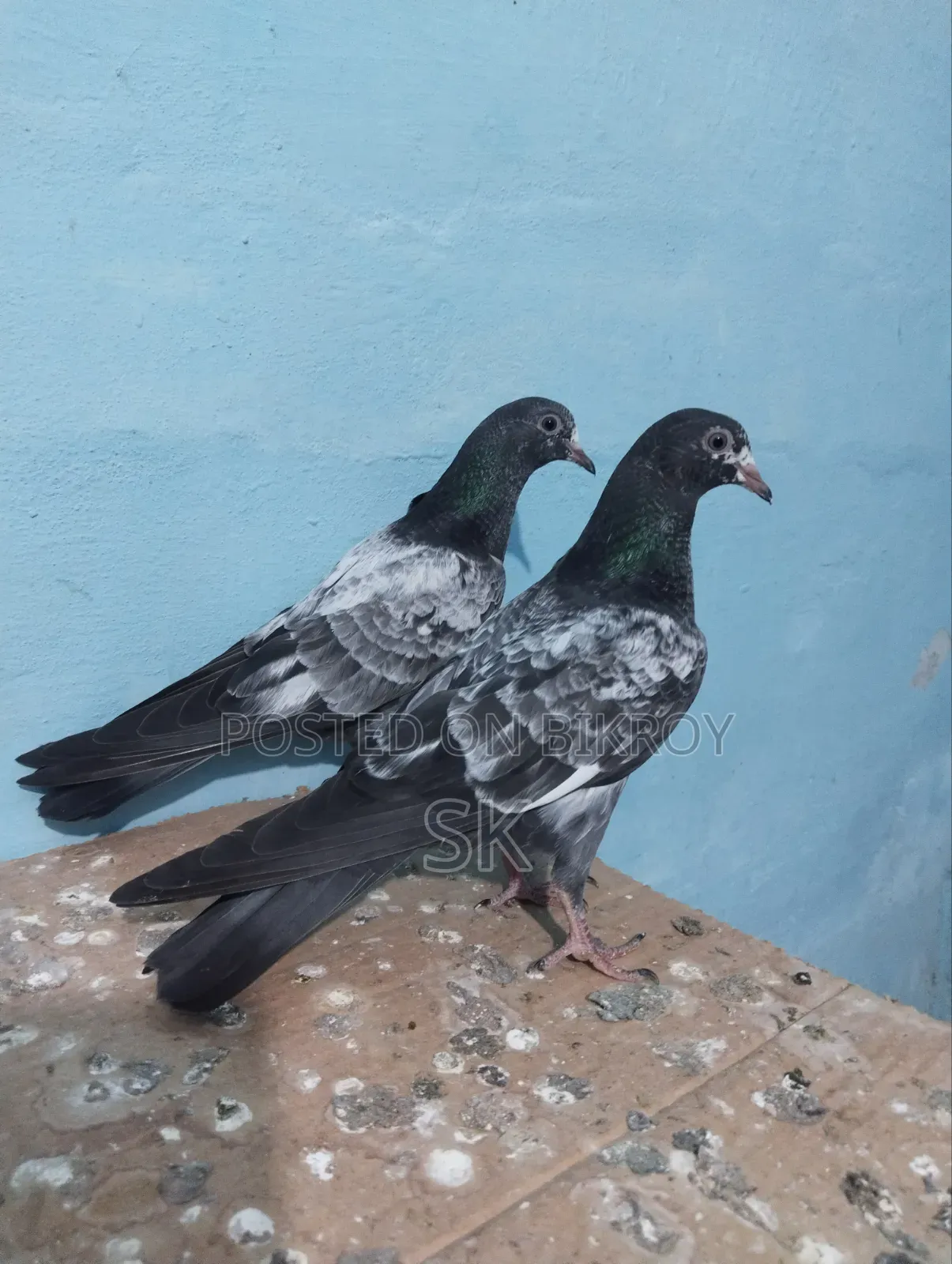 ওমান টেডি বিক্রি হবে