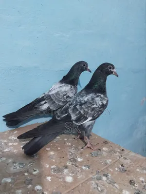 ওমান টেডি বিক্রি হবে