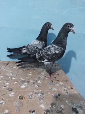 ওমান টেডি বিক্রি হবে