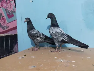 ওমান টেডি বিক্রি হবে