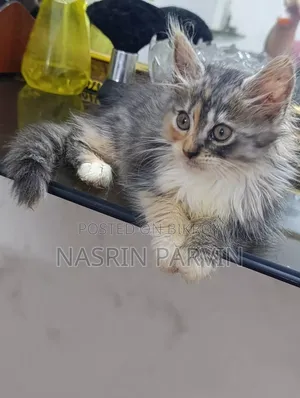 1-3 Months Female Mixed Breed Maine Coon