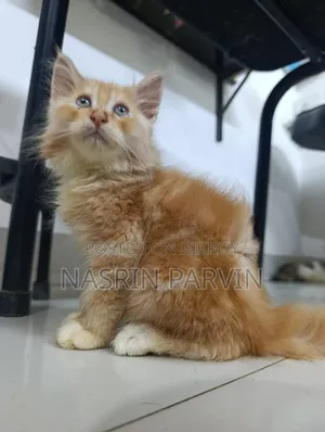 1-3 Months Female Mixed Breed Maine Coon
