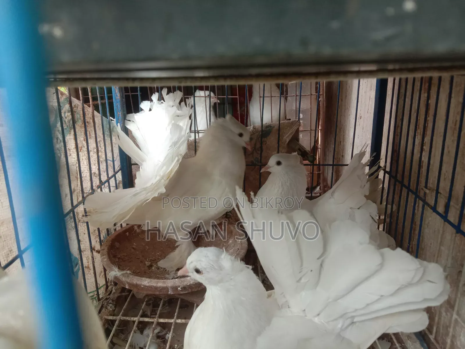 লক্ষ বোম্বাই কবুতর
