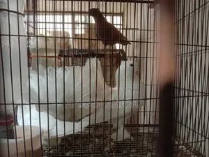 লক্ষ বোম্বাই কবুতর