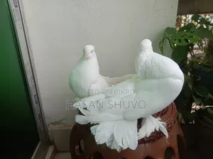 লক্ষ বোম্বাই কবুতর