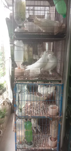 লক্ষ বোম্বাই কবুতর