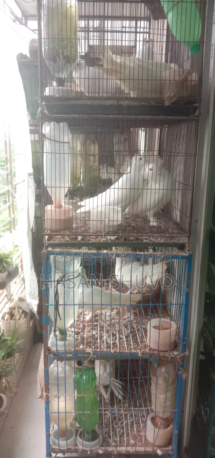 লক্ষ বোম্বাই কবুতর