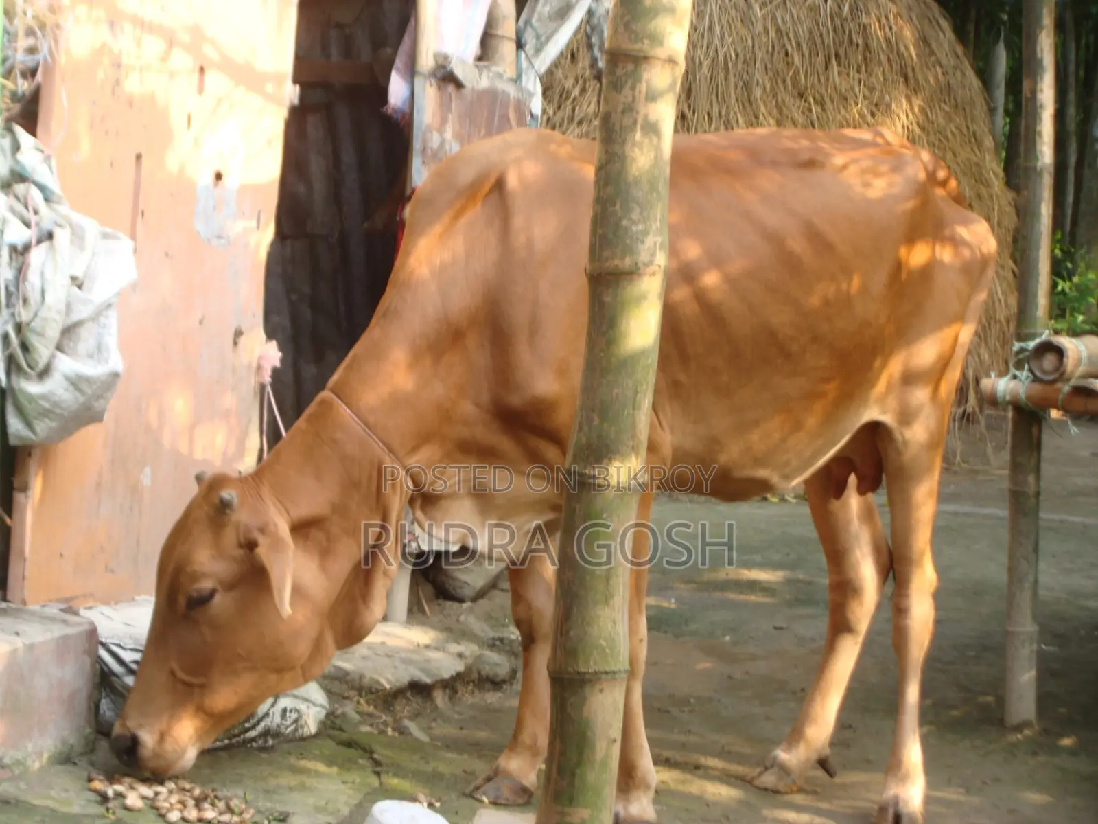 Cow for sale