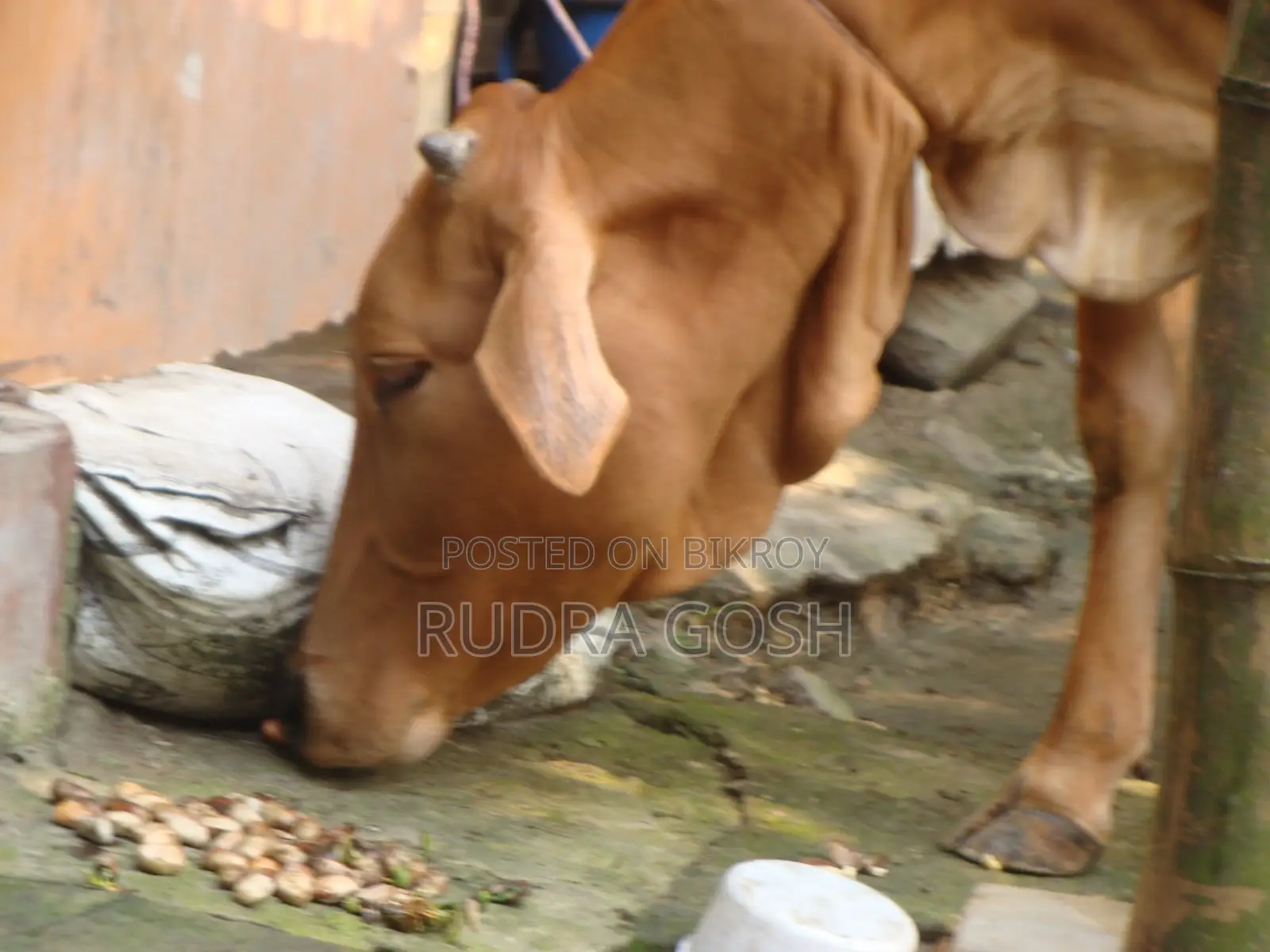Cow for sale