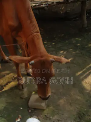 Cow for sale