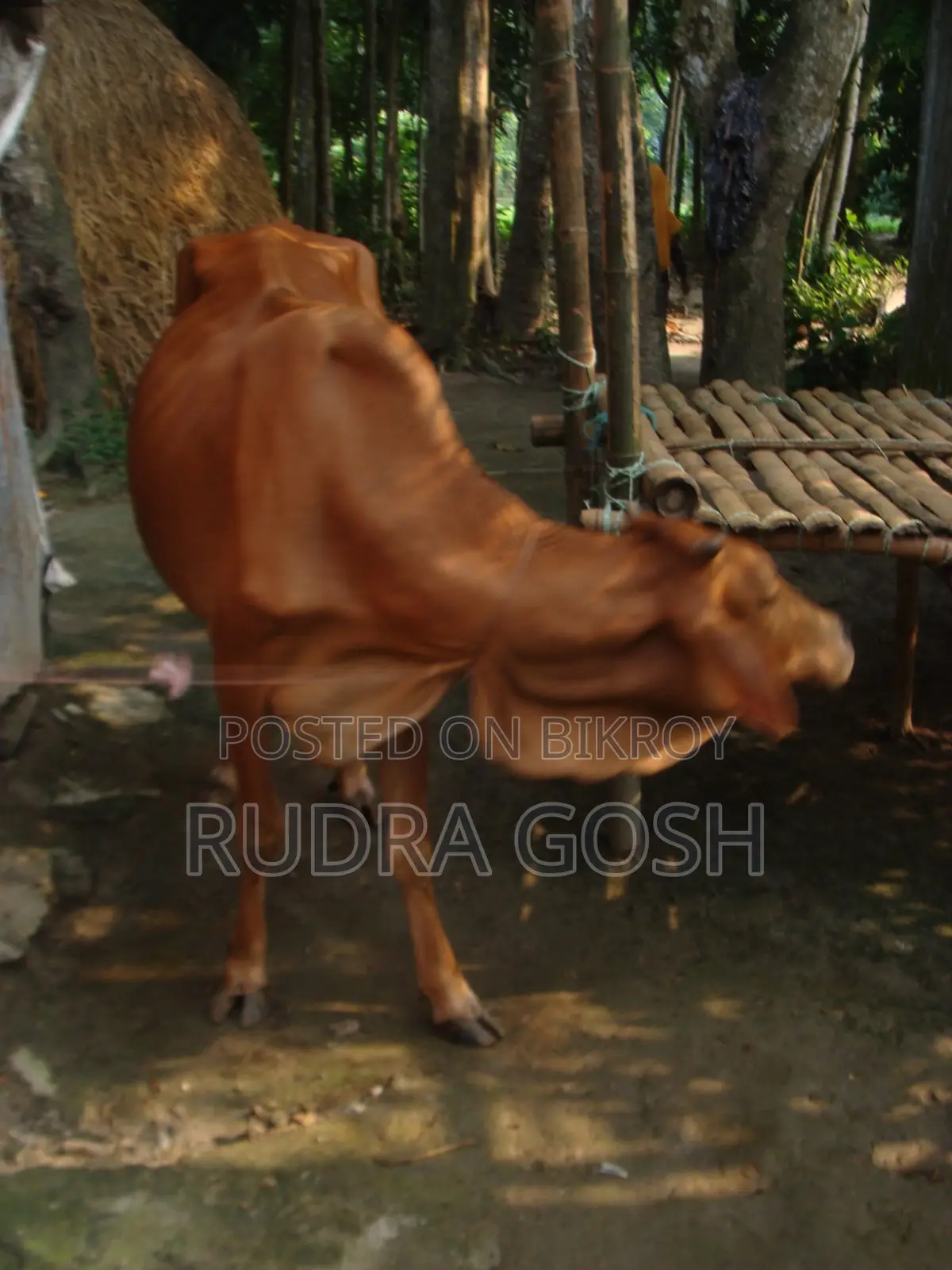 Cow for sale