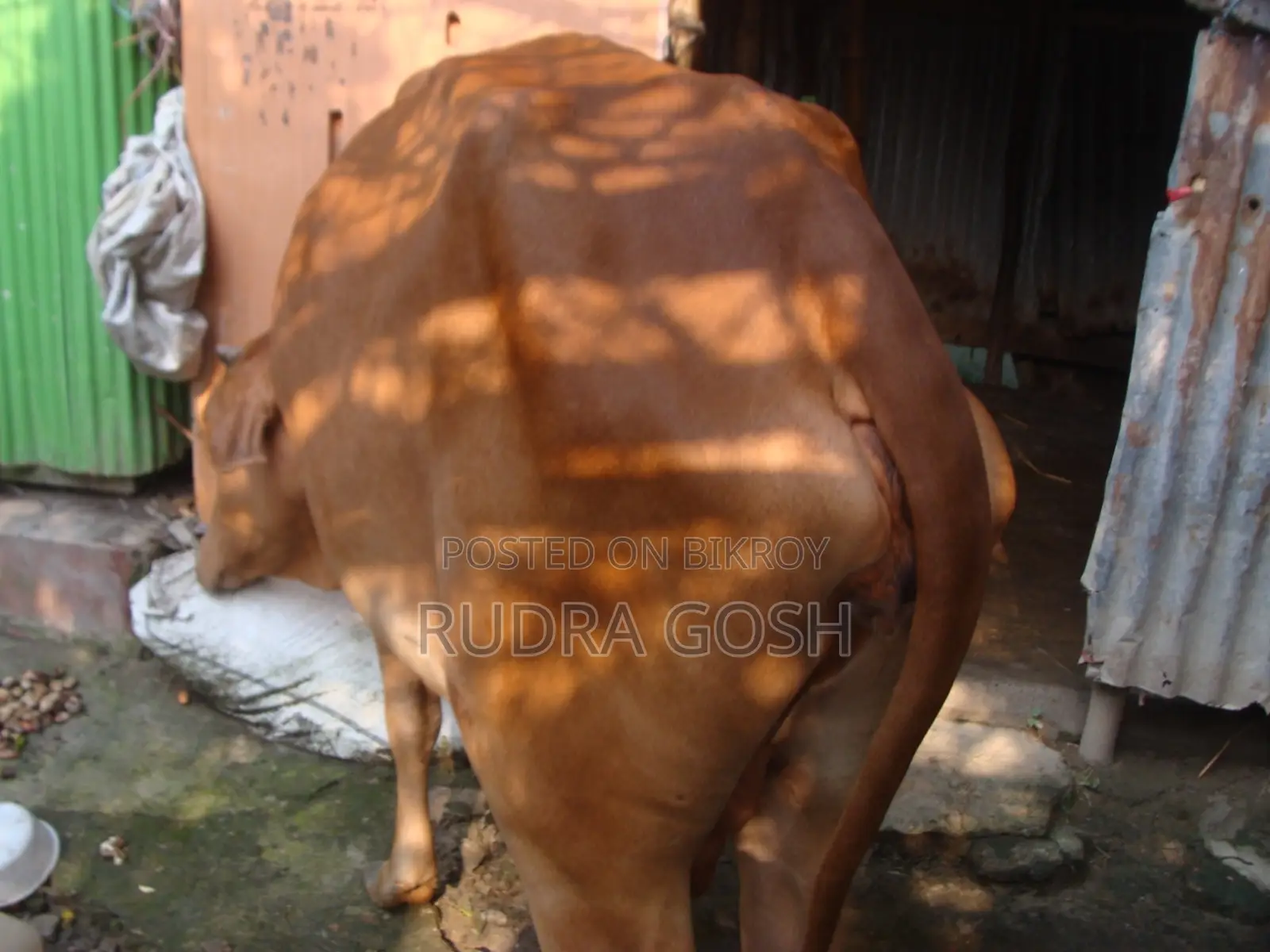 Cow for sale