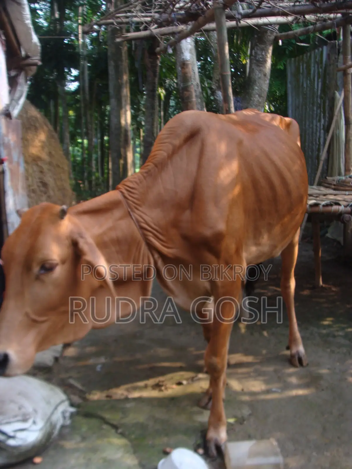 Cow for sale