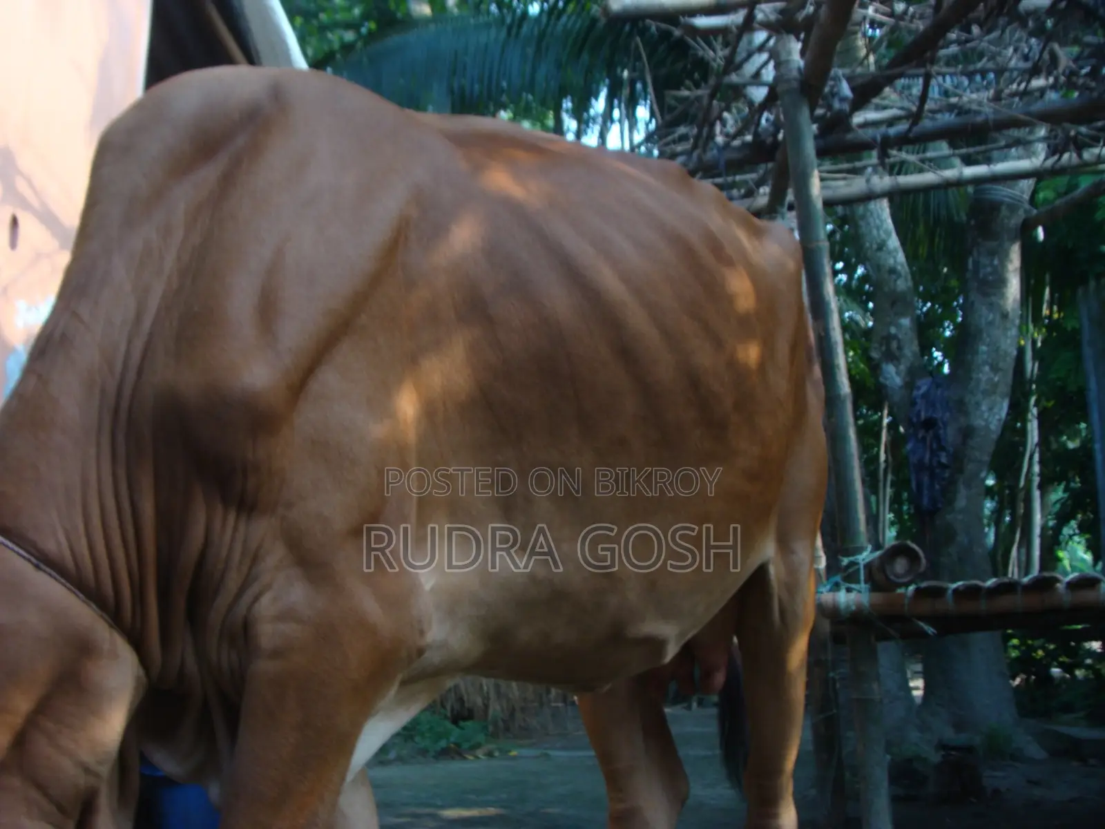 Cow for sale