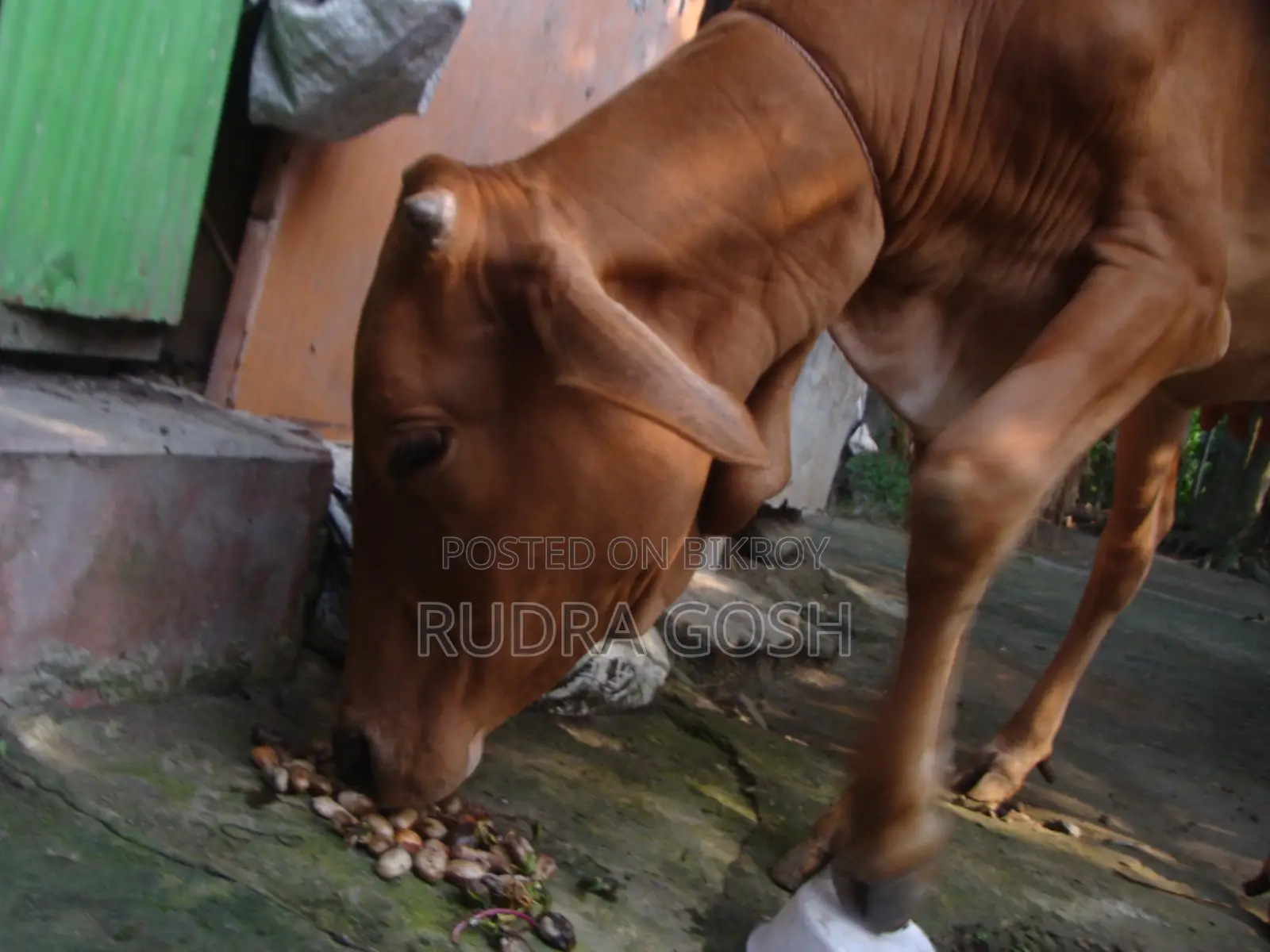 Cow for sale