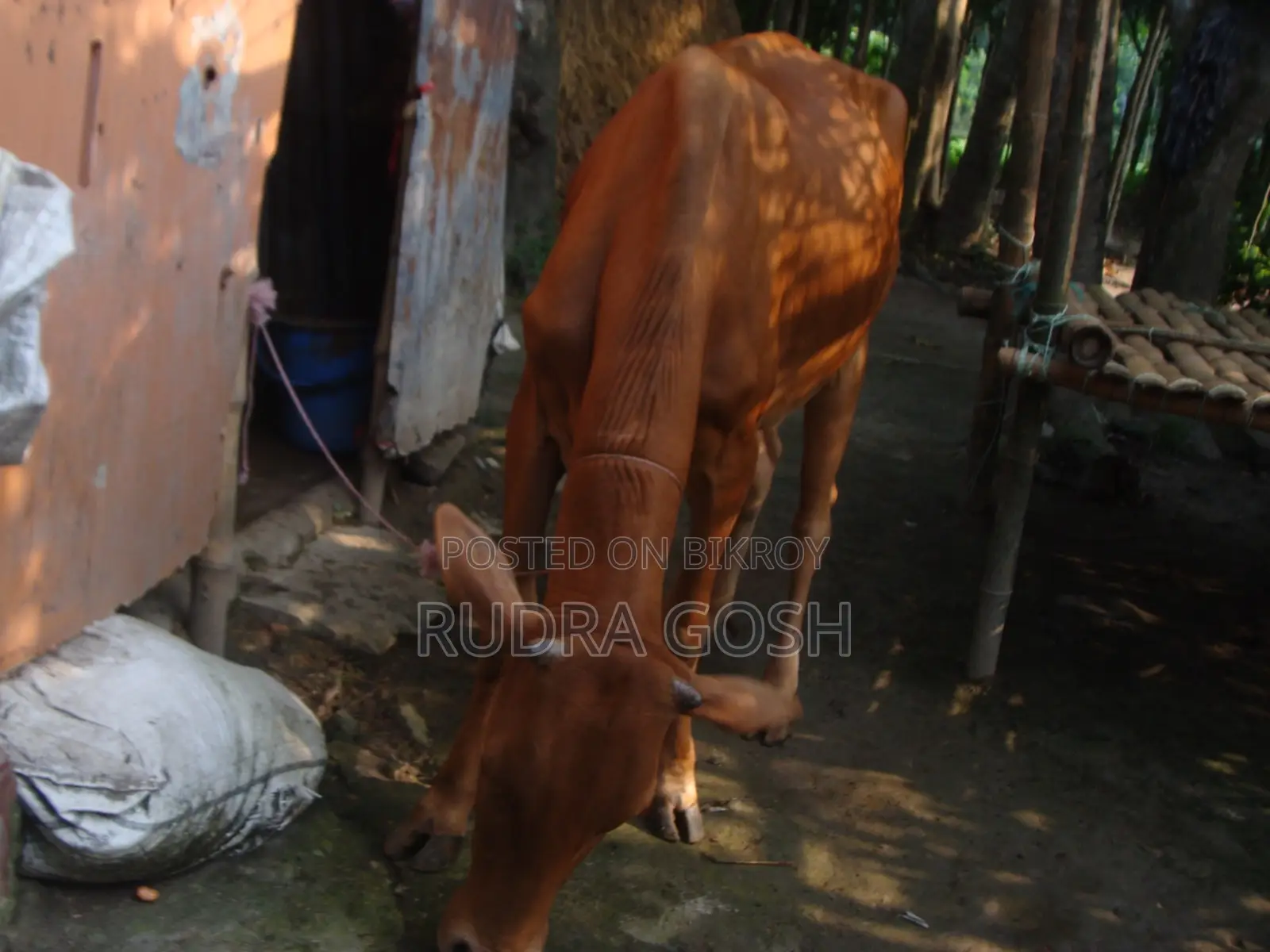Cow for sale